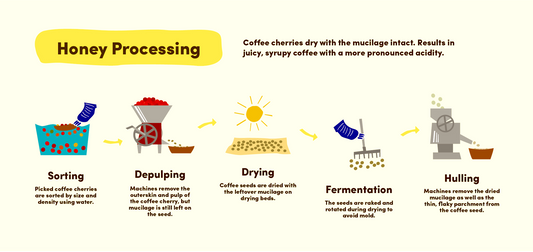 PROCESSING - Honey Process